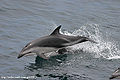 Thumbnail for version as of 01:42, 25 March 2007