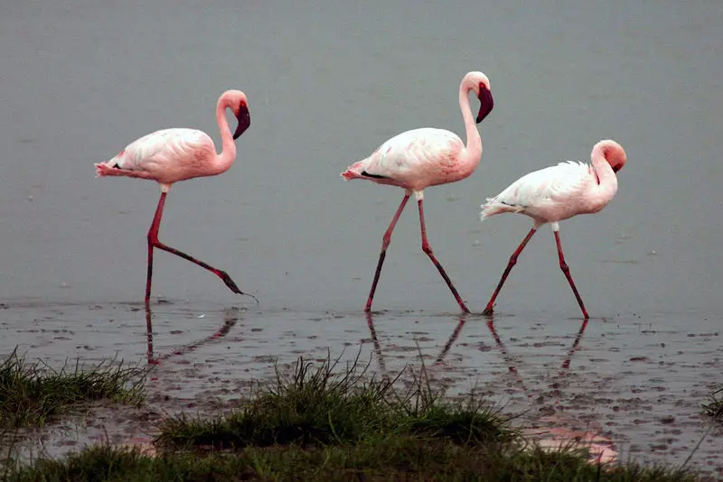 File:Lesser-flamingos.jpg