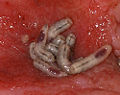 Thumbnail for version as of 00:42, 12 December 2006
