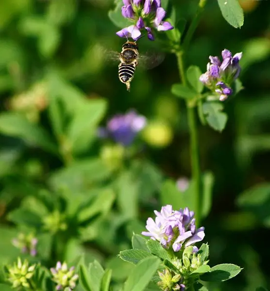 File:Megachile 1084.JPG
