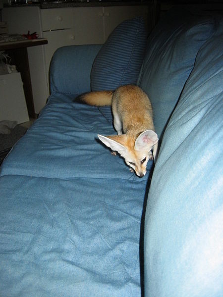 File:VulpesZerdaOnCouch.JPG
