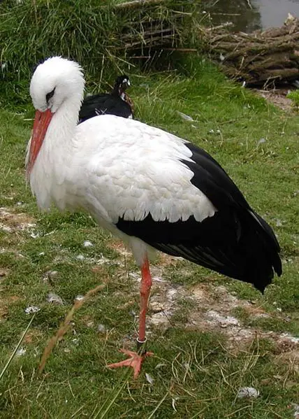File:Zoo.stork.arp.500pix.jpg