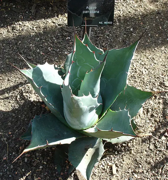 File:Agave parrasana.jpg