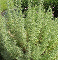 Thumbnail for version as of 00:24, 18 April 2008