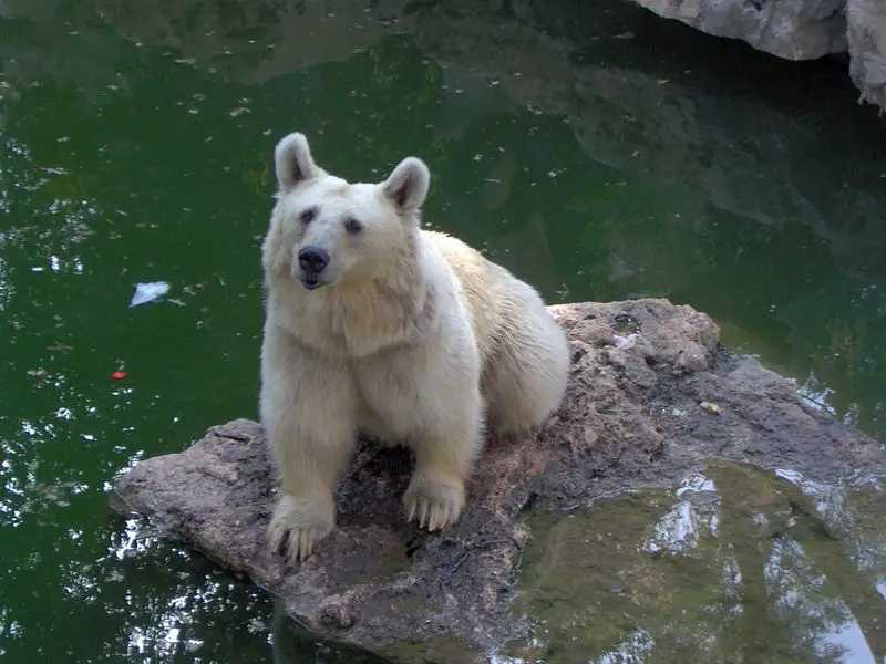 File:Brown-bear-biblica-zoo.jpg