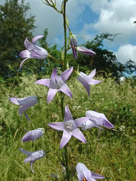 File:Campanula rapunculus1.jpg