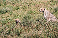 Thumbnail for version as of 22:17, 23 August 2008