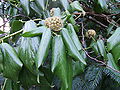 Thumbnail for version as of 19:02, 12 January 2009