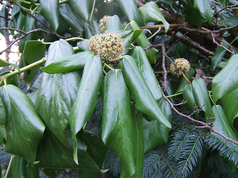 File:Hedera colchica0.jpg