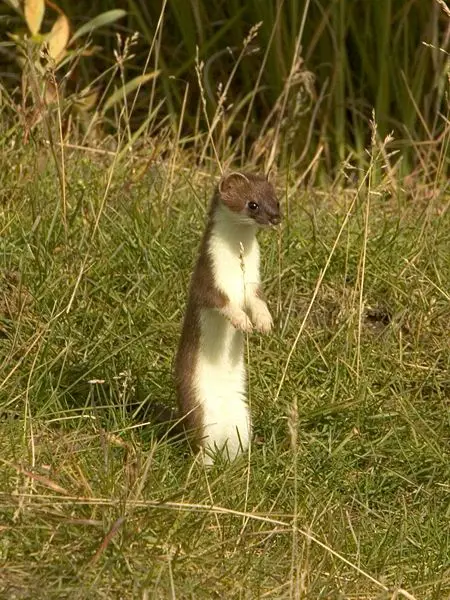 File:Mustela erminea upright.jpg