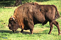 Thumbnail for version as of 20:49, 11 November 2006