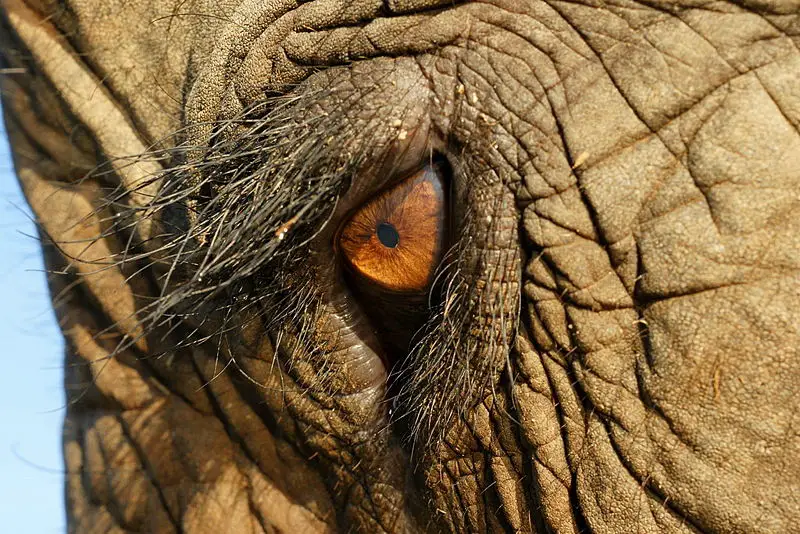 File:Elephas Maximus Eye Closeup.jpg
