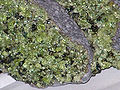 Thumbnail for version as of 21:53, 6 April 2007