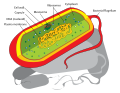 Prokaryote cell diagram.svg
