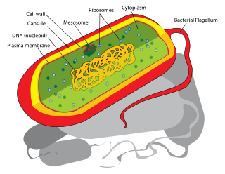 Prokaryote cell diagram.svg