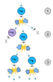Thumbnail for version as of 22:11, 4 June 2007