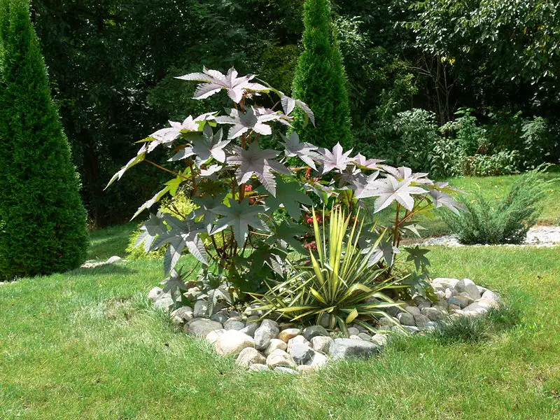 File:Ricinus closer 9-2-06.jpg