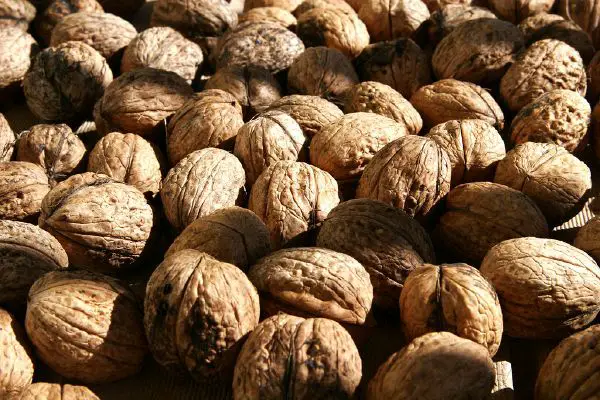 Walnut - New World Encyclopedia
