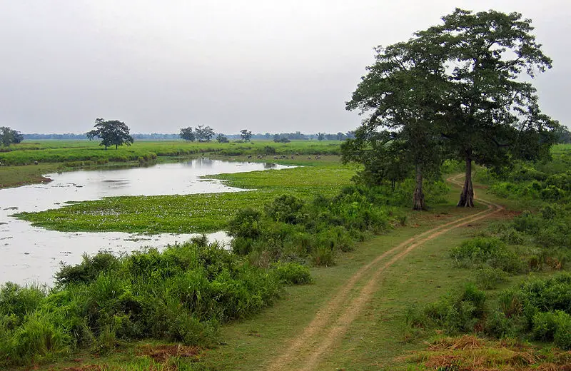 File:Assam 042 yfb edit.jpg