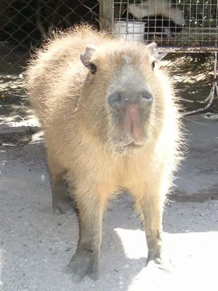 File:Capybara01.jpg