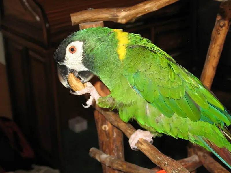 File:Golden-collared Macaw 041.jpg