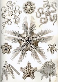 "Ophiodea" from Ernst Haeckel's Kunstformen der Natur, 1904