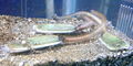 Thumbnail for version as of 03:40, 6 January 2007