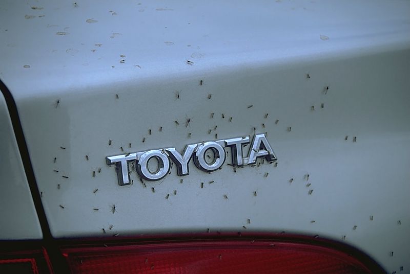 File:MidgesInvadingToyotaCorolla.jpg