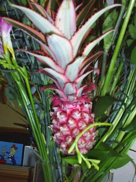 File:Ornamentalpineapple.jpg