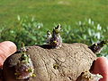 Thumbnail for version as of 15:24, 28 June 2006