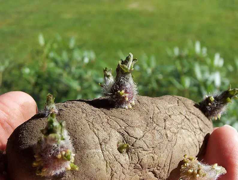 File:Potato EarlyRose sprouts.jpg
