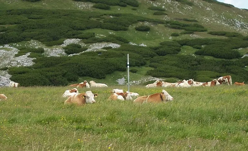 File:Schneeberg - cows-cropped.jpg