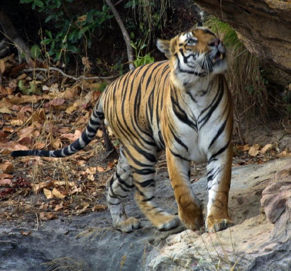 Tiger - New World Encyclopedia