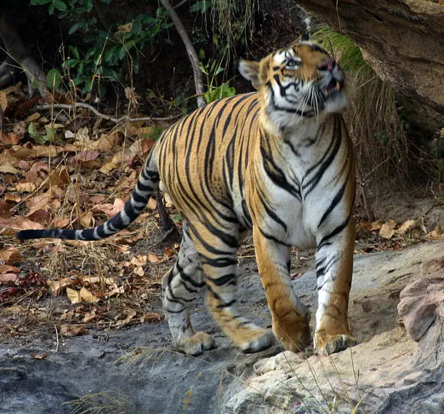 File:Tiger Bandavgarh adjusted levels.jpg