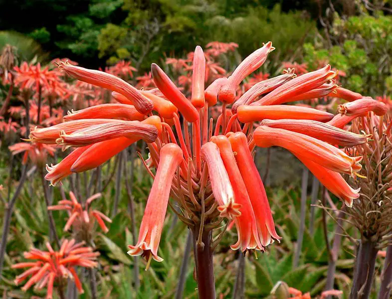File:Aloe saponaria 3.jpg