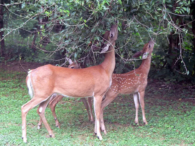 File:Deer.jpg