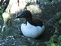 Thumbnail for version as of 02:36, 10 February 2009