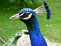 Thumbnail for version as of 01:10, 29 October 2008