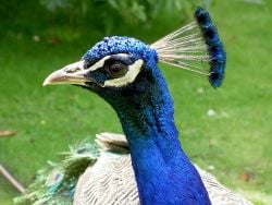 Indian peafowl - Wikipedia