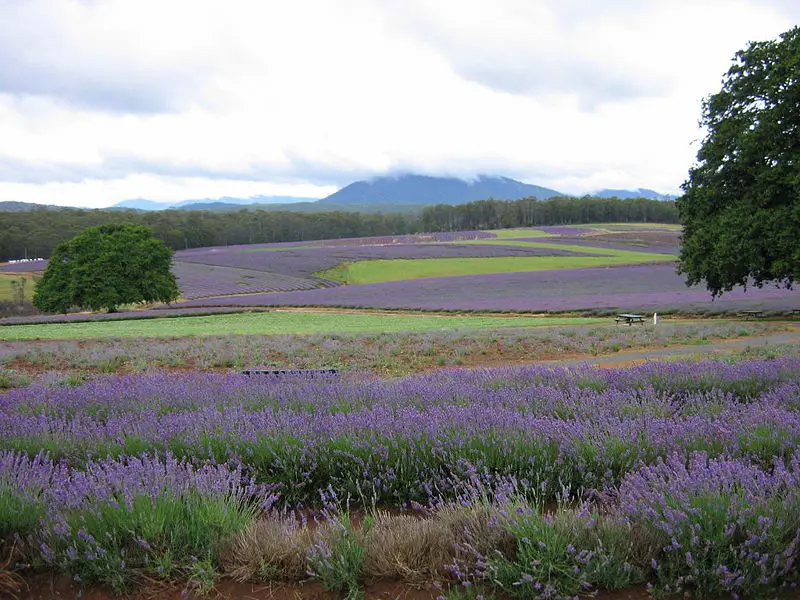 File:Tasmanian Lavender Fields.jpg