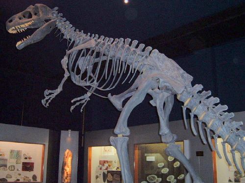 Evolution - New World Encyclopedia