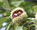 Thumbnail for version as of 15:25, 20 December 2007