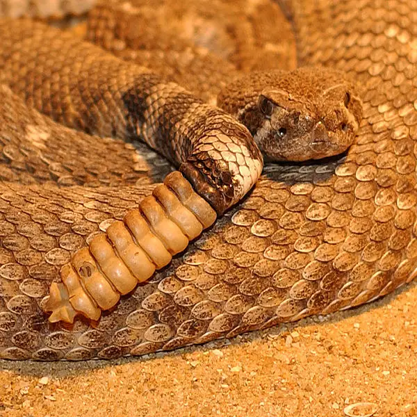 File:Crotale diamantin 40.JPG