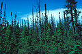 Thumbnail for version as of 02:43, 31 October 2007