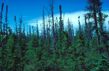 Taiga - New World Encyclopedia