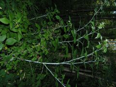 Raspberry - New World Encyclopedia