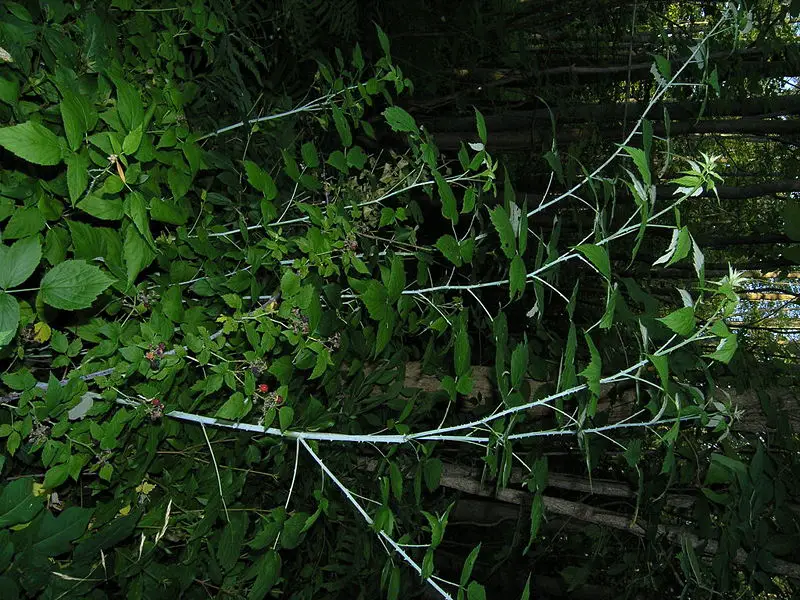 File:Raspberry Plants.JPG