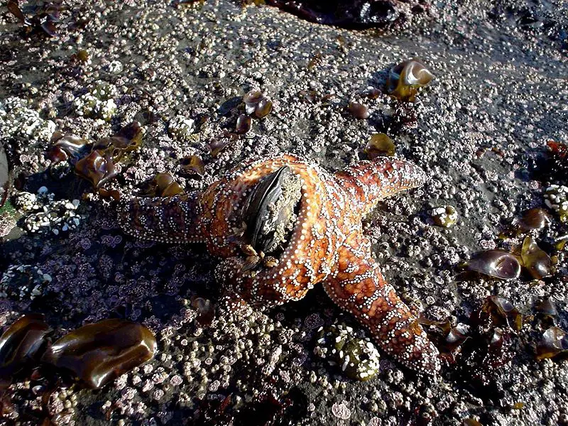 File:Starfishmussel.jpg