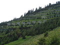 Thumbnail for version as of 15:58, 2 August 2007