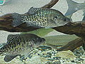 Thumbnail for version as of 02:08, 8 December 2008